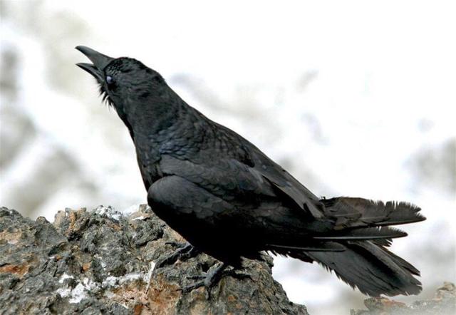 单立人字旁的字，单立人为偏旁的常用字