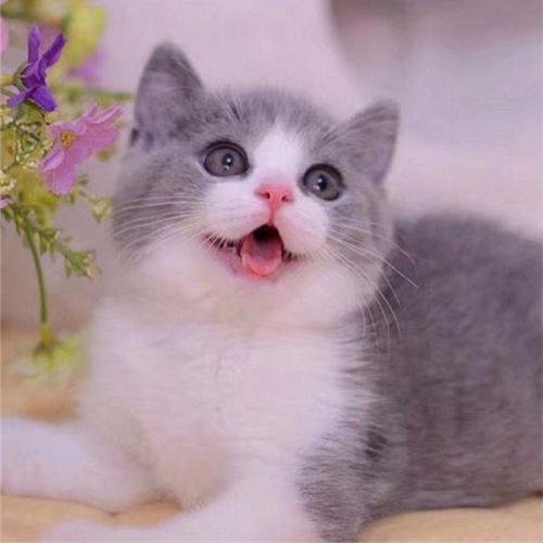 英短蓝白猫五个月特征，繁育圈里面的英短有哪几种