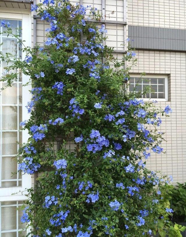 庭院中种什么爬藤花，院子里如果想搭设花廊架