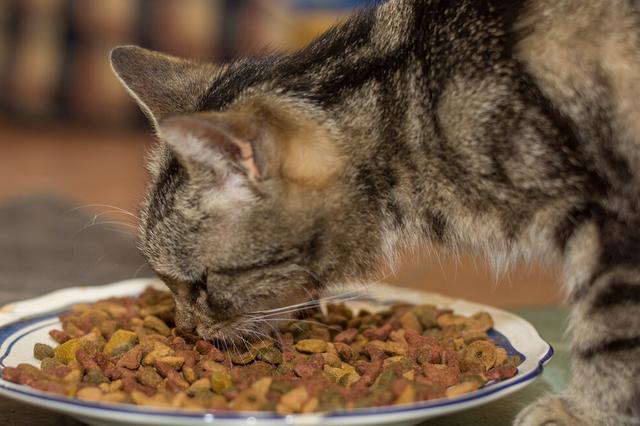 养猫的注意事项，养猫的注意事项大全（养猫专家告诉大家：猫咪的雷区）