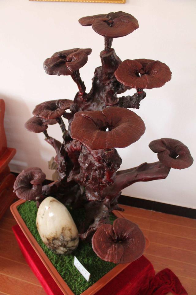 室内怎样种植灵芝，种灵芝遭全家嘲笑（在家里种灵芝的全部过程）