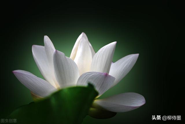 荷花拍照10个技巧，帮你把荷花拍得不一般