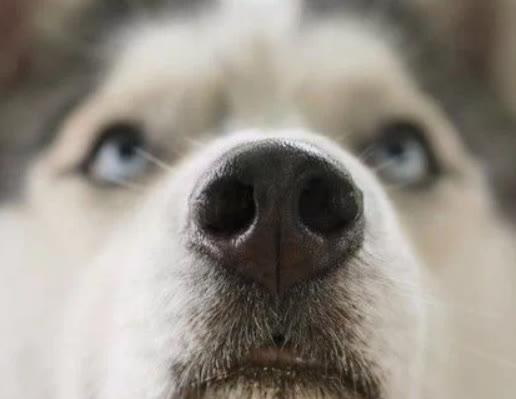 狗狗的23种特征，你真的了解狗狗么