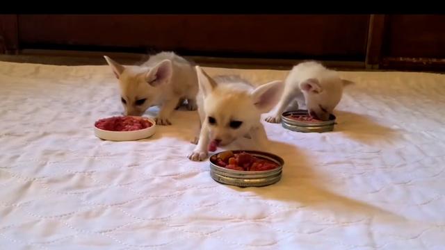 最可爱好养的小动物，猫界最值得养的6种猫