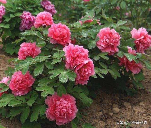 什么花最好养又好看又容易活，6种花号称十大名花