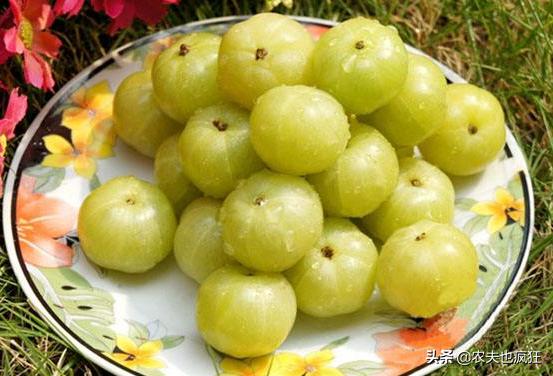 北方有四种水果可以吃可以喝，吃起来又苦又酸