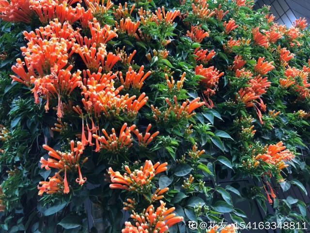 春夏秋冬四季什么花好看，这十种花几乎一年四季都开花