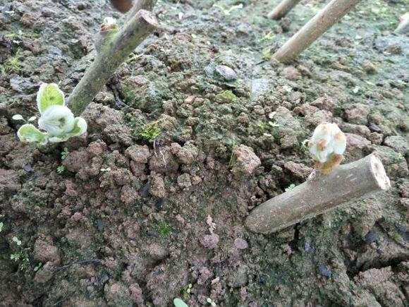 深山野生小猕猴桃怎么吃，资源县仿野生红心猕猴桃