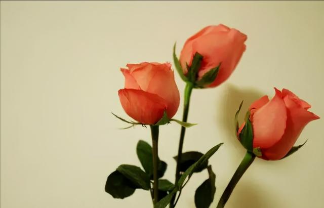 怎么制作干花的过程，快死的鲜花变文艺干花