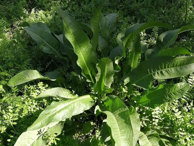 农村100种野菜图片，农村100种常见野菜（让你轻松认识各种野菜和吃法）