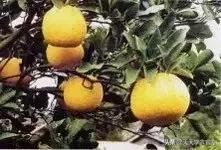 日本著名柑橘，“不知火”柑橘生理生态特性及栽培探讨