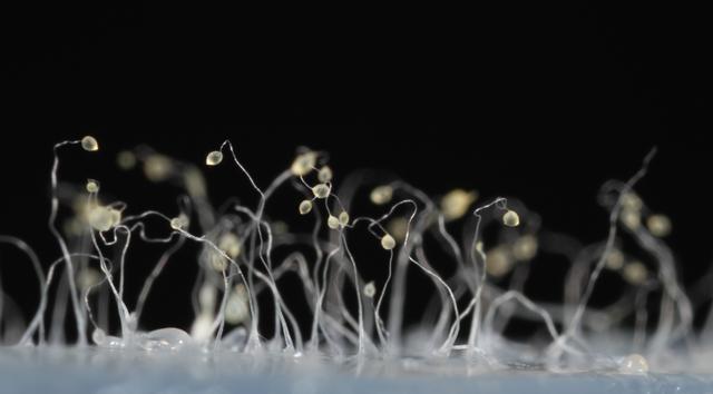 异星觉醒好看吗（异星觉醒里的卡尔文）