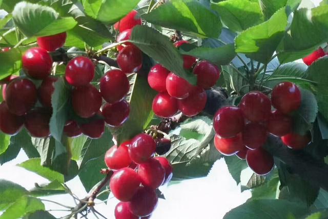 大樱桃的种植条件与技术，大樱桃种植和管理技术