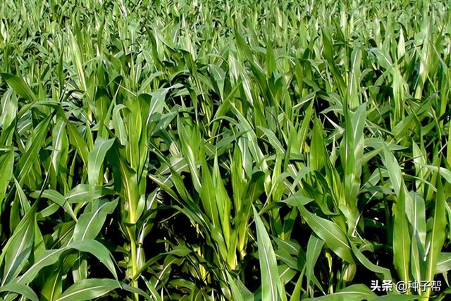 墨西哥玉米草缺点，墨西哥玉米草种植管理技术（墨西哥玉米草亩产3万公斤）