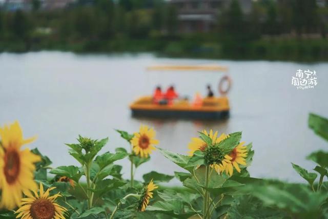 南宁附近花海景点推荐，南宁这几处花海，美了