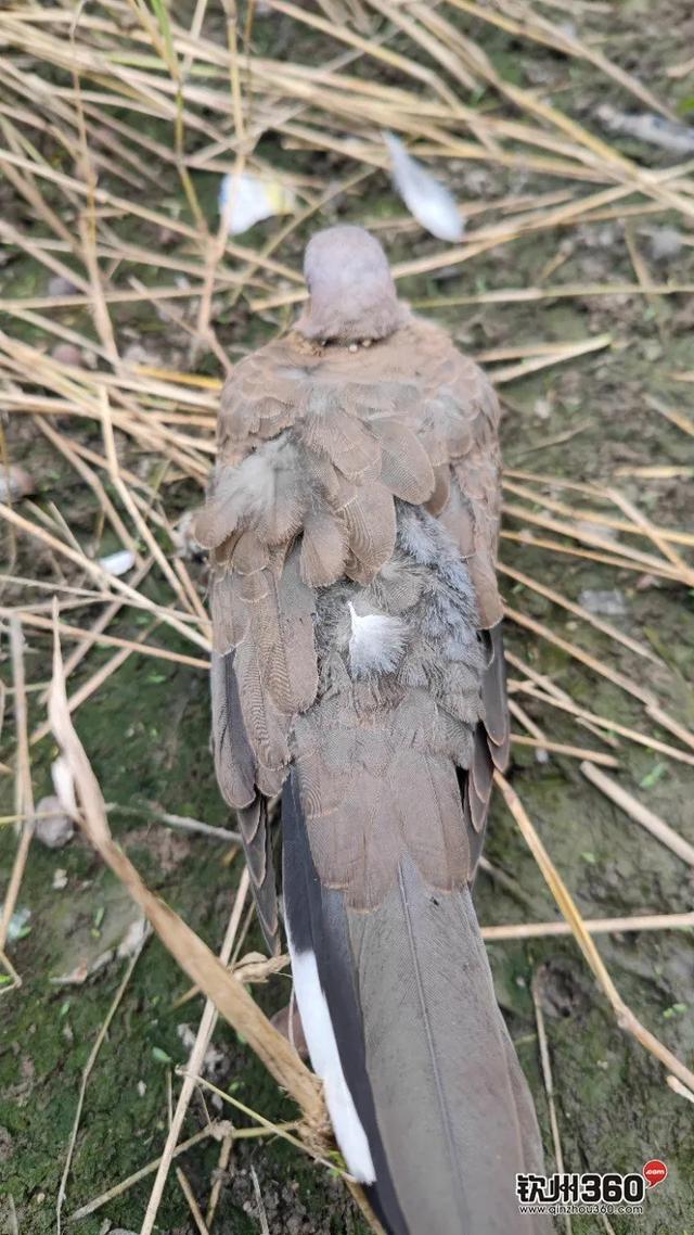 野生的咕咕鸟吃果实还是泡水喝，咕咕咕咕咕咕