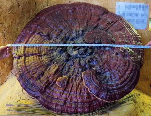 千年灵芝跟一年灵芝有什么区别，灵芝怎么用才称仙草之名