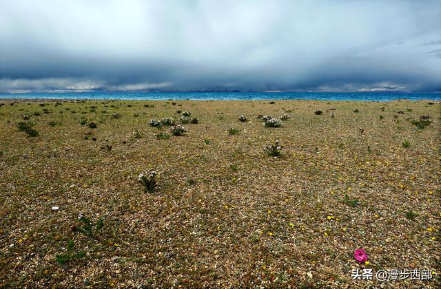 大山里迷人的野花，章丘赵八洞山上的美丽野花
