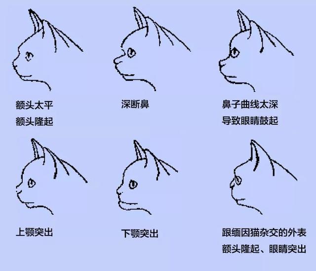 美短虎斑加白小时候，宠物知识银色标斑