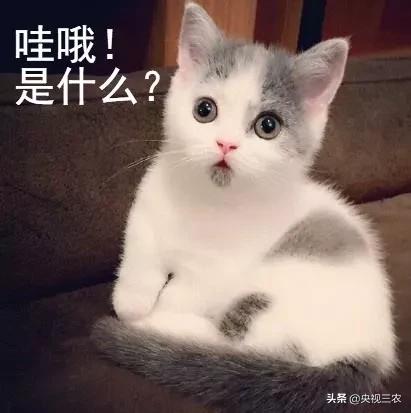 木耳食用的注意事项，黑木耳泡发不当或有生命危险