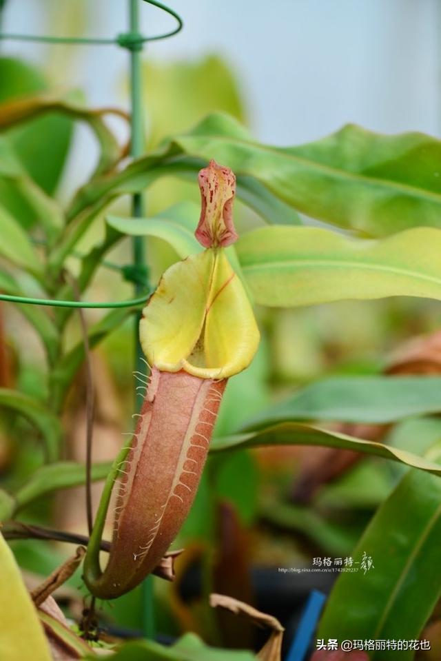 通向死亡的甜蜜诱惑，什么猪笼草是最好养（大量吸食它，可致人瘫痪、死亡）