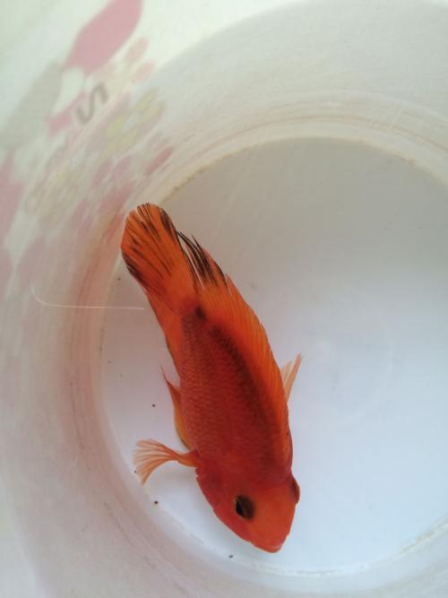 鹦鹉鱼饲养方法，你需要知道的小知识全都在这里