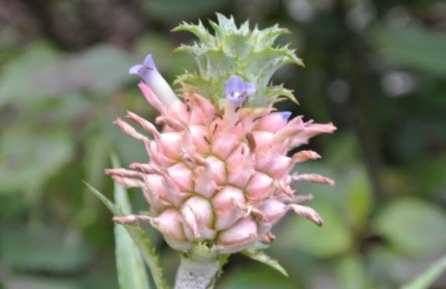 能吃的树花有几种，看到10种花别说不认识