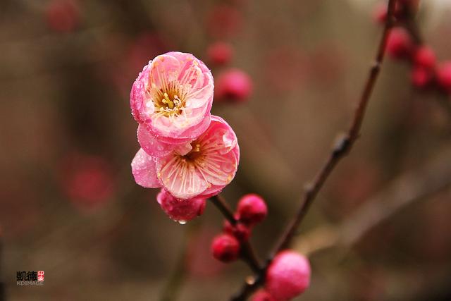 全国春季赏花时间表，收好这10个踏春赏花推荐