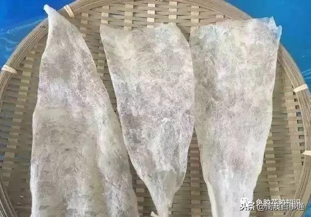 鱼胶哪种品种好，涨知识鱼胶种类大全