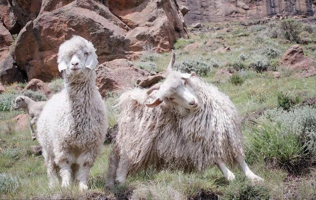 羊绒和细羊毛的区别，羊毛和羊绒到底有什么区别