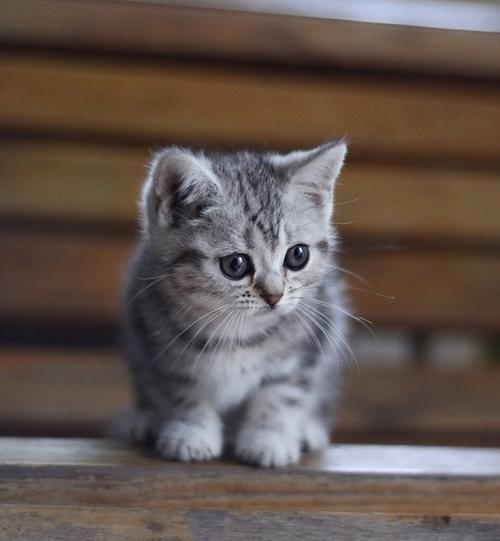 肥胖美短猫(美短胖猫图片)