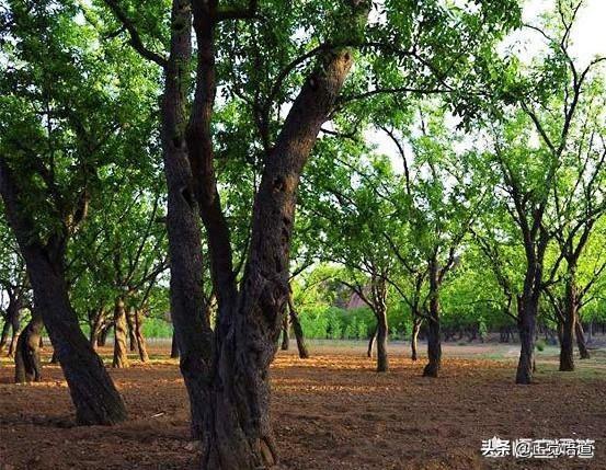 山东德州旅游景点，德州附近旅游景点推荐