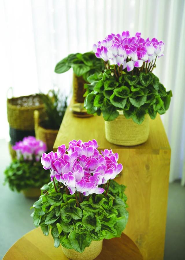 准备好迎接兔精灵，仙客来什么时候开花花期多长时间