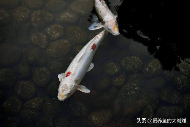 土方法鱼缸增氧，家用怎样给鱼缸增氧