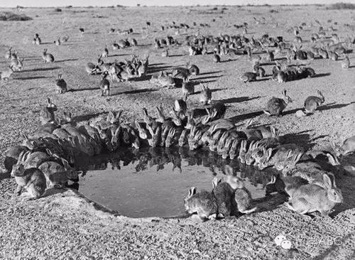 澳大利亚有些什么特产值得买，你不知道的国家冷知识