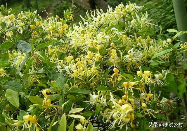 金银花种植技术，金银花种植的技术和管理（金银花好看又实用）