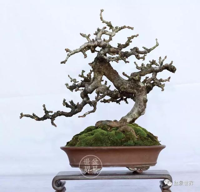 黄杨盆景大全，黄就成老师盆景精品欣赏