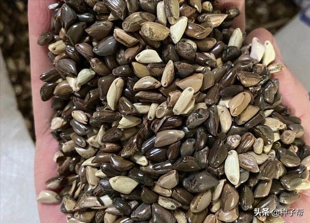 墨西哥玉米草缺点，墨西哥玉米草种植管理技术（墨西哥玉米草亩产3万公斤）