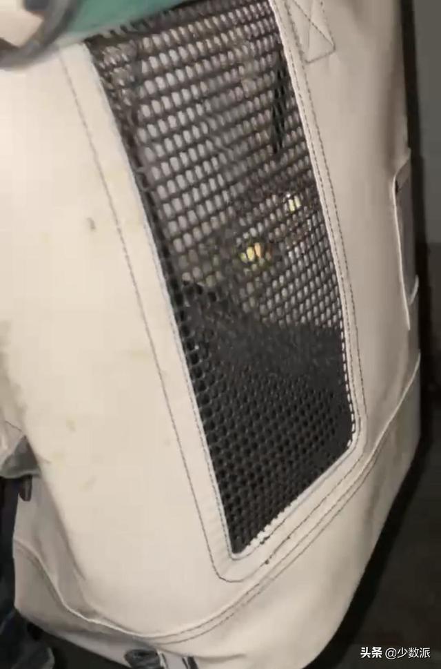 猫走丢了怎么办，猫咪走丢了怎么办快来看看吧