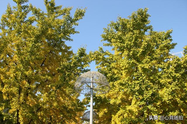 奥林匹克大道公园，奥林匹克公园美景图（小岛土著都不一定了解哦）