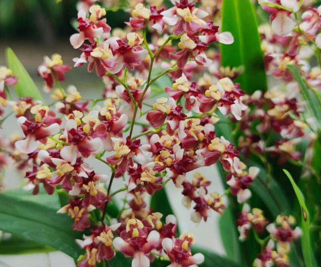好养的室内植物文心兰，家里养盆文心兰