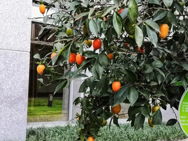 金弹子养殖与管理，想要金弹子更合盆