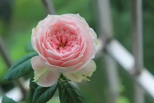 哪个品种的月季花开得大，为什么南方地区一些月季品种不爱开花