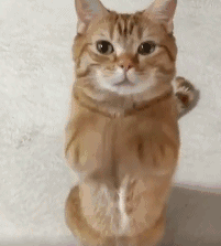 猫咪能吃海苔吗，养猫时什么食物不能吃（猫咪不能吃的10种常见食物大公开）