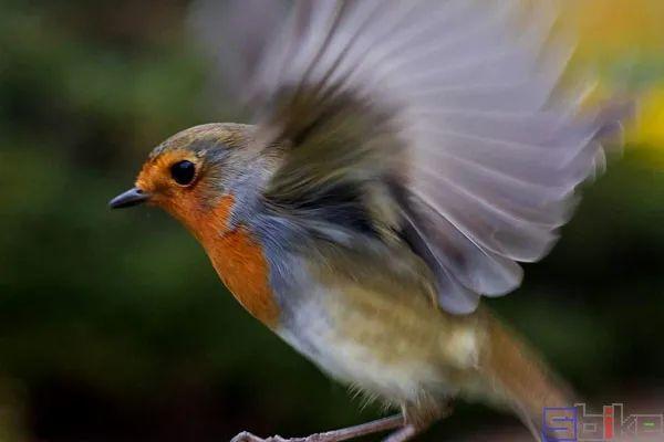 美国国鸟的品种，欧洲各国国鸟大全