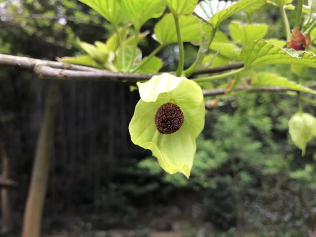 我国珍稀的观赏植物珙桐，珙桐是我国特有的珍稀植物