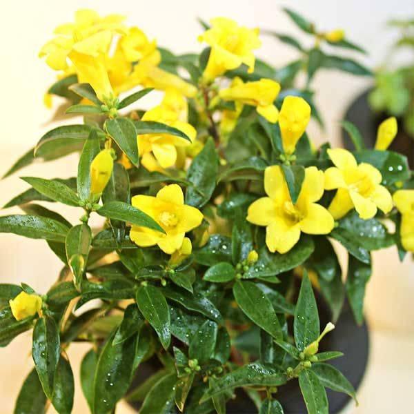 香水月季的养殖方法，香水月季的养法