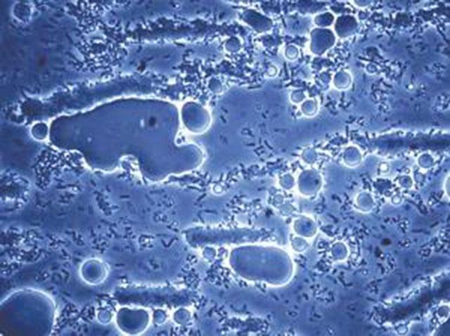 史前细菌存活350万年，远古细菌被复活