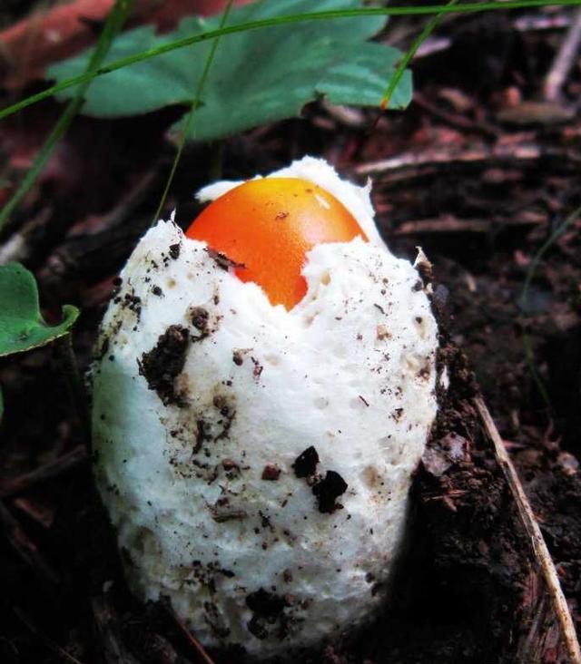 红色的有毒蘑菇有哪几种，颜色鲜艳的蘑菇就是有毒的吗