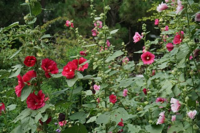 北京必玩景点排名，北京必玩的十个景点排名榜单（北京最值得去的12个景区）